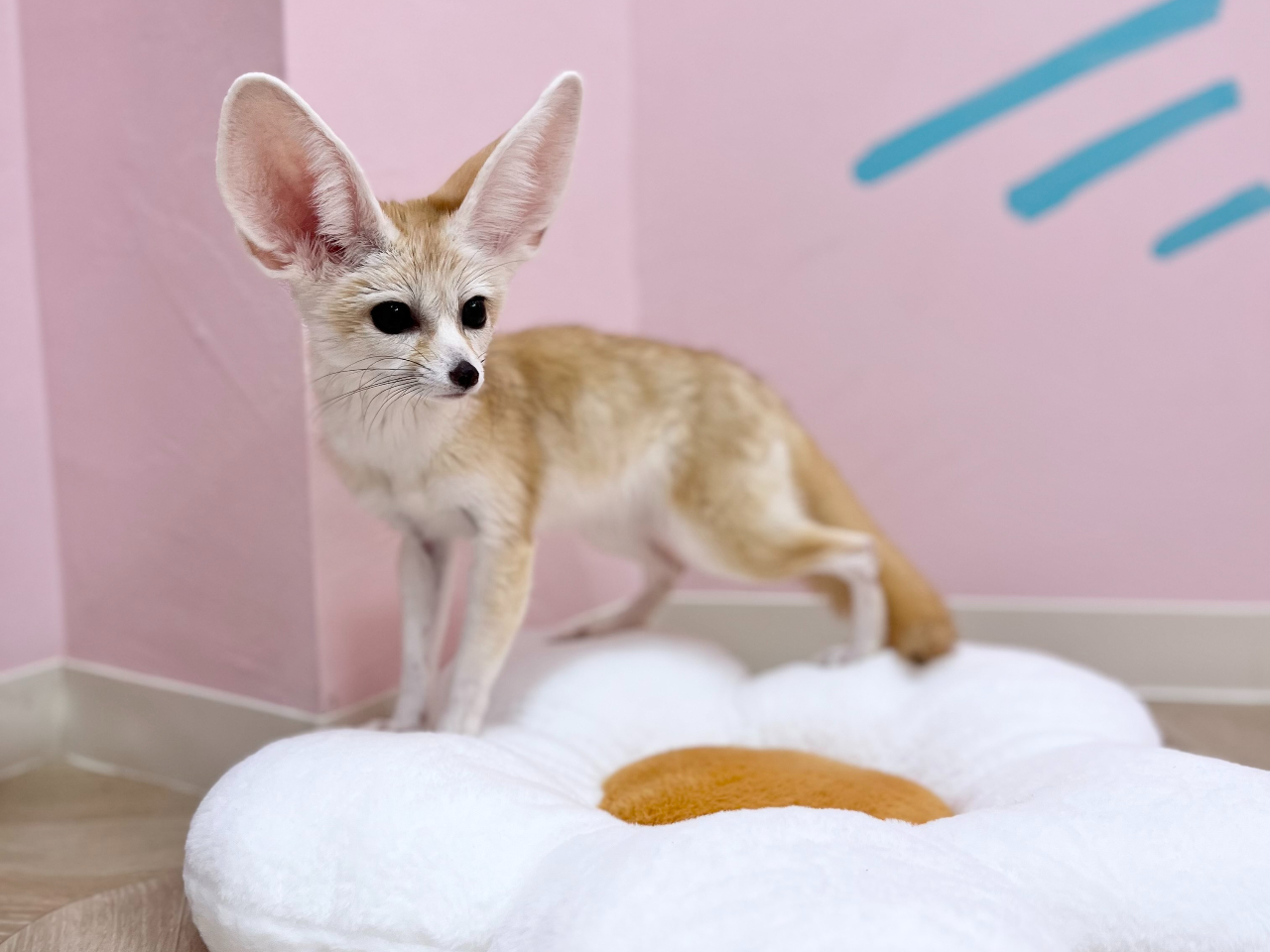 FennecHouse petit ���h�X�̎ʐ^3