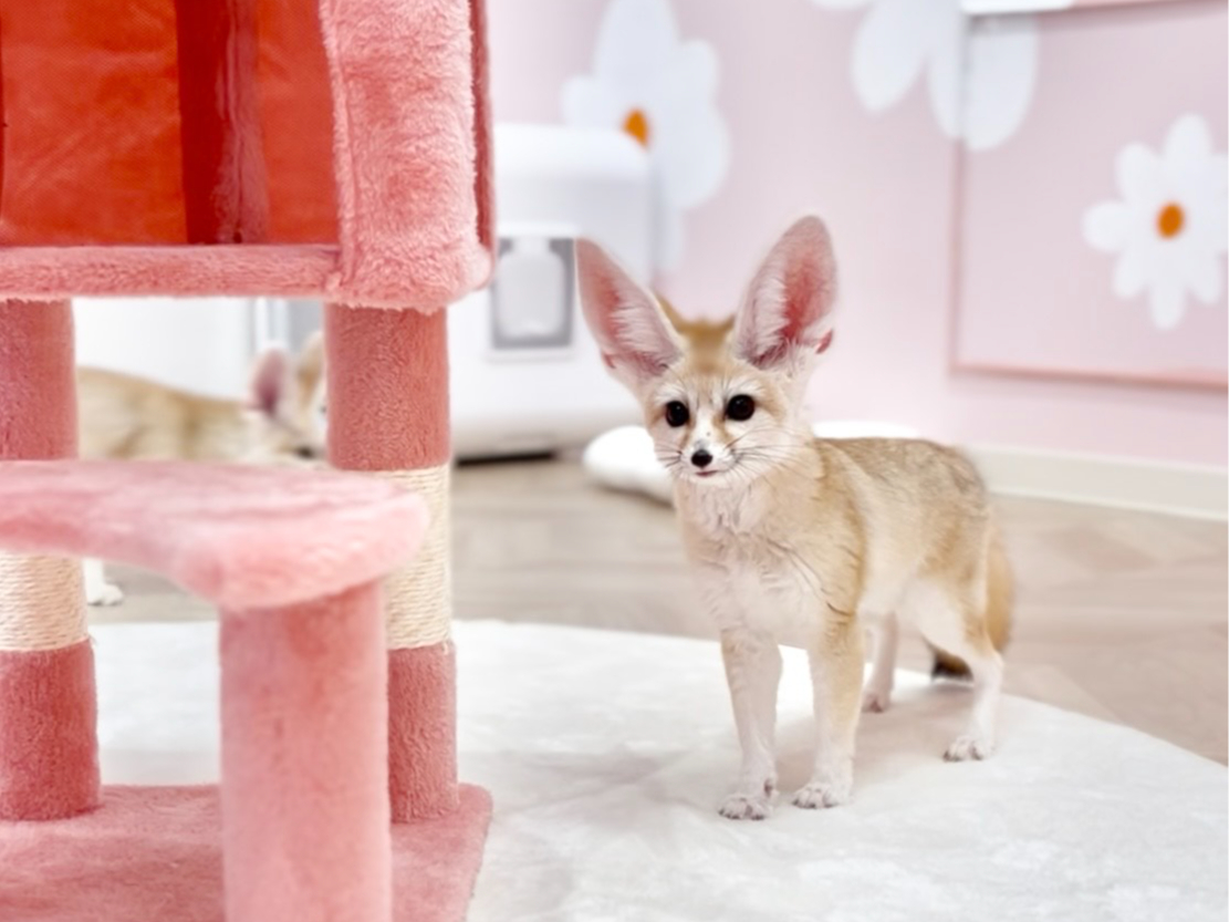 FennecHouse petit ���h�X�̎ʐ^4