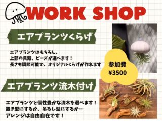 エアプランツクラゲとエアプランツ流木付けで選んでいただけます