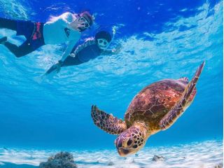 ウミガメを間近で見れる!