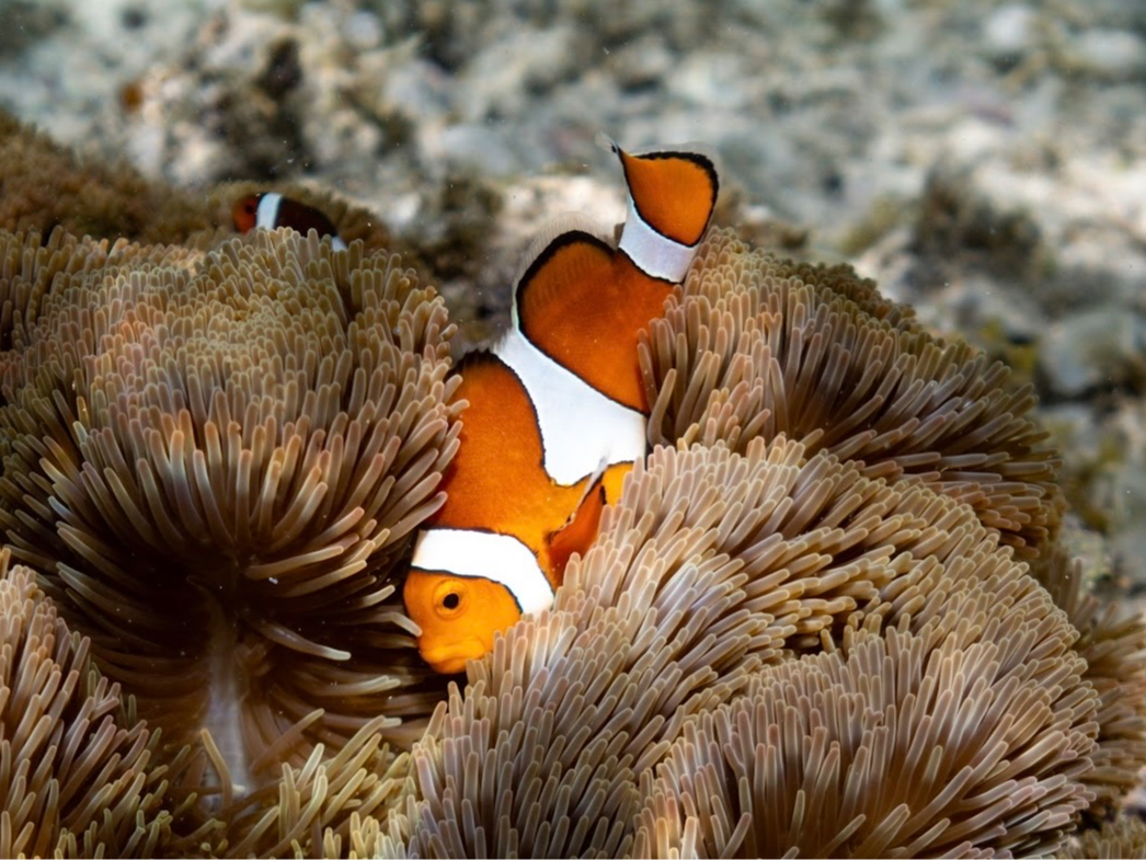 �j���������ώ@���悤�I