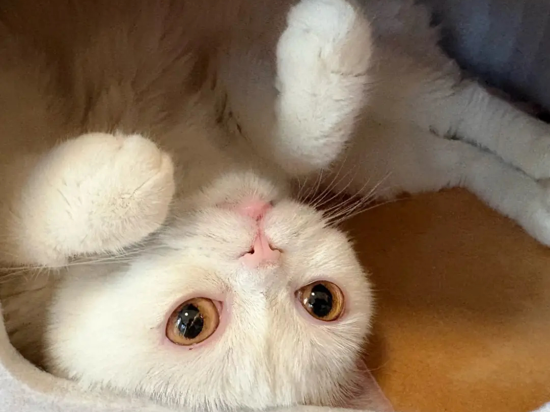 �L���b�g �����b�N�X �z�[���̎ʐ^4