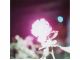 川内倫子 《無題》(シリーズ〈Illuminance〉より) 2009年(C)Rinko Kawauchi