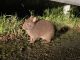 国の特別天然記念物「アマミノクロウサギ」の赤ちゃん(幼獣)
