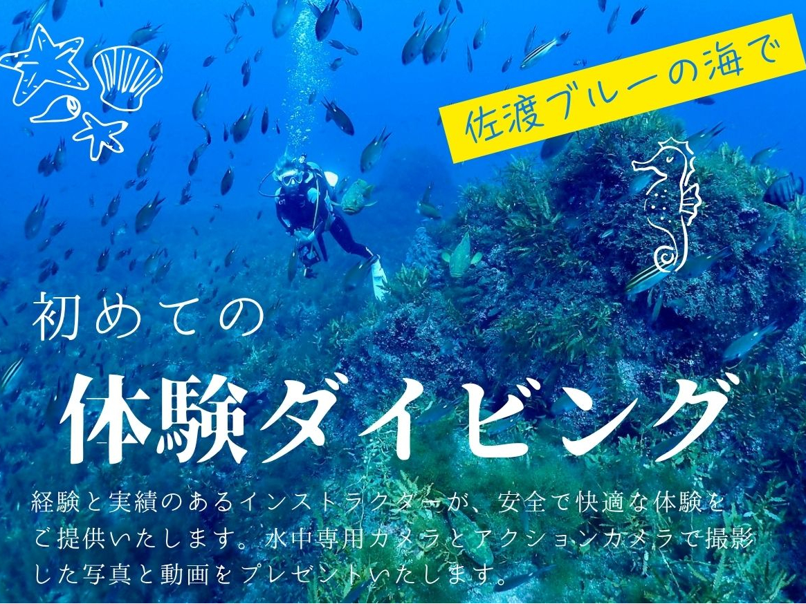 初めての方大歓迎!【佐渡ブルーの海・体験ダイビング】少人数制|午前&午後|雨天開...