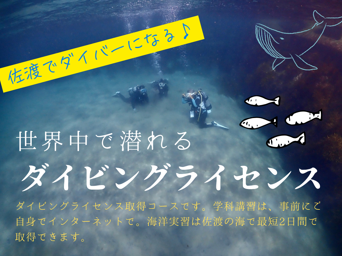 佐渡でダイバーになろう♪ 【新潟・佐渡・ダイビングライセンス取得】 オープンウォ...