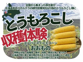 全国移住者が再生した赤井川の畑で育てる大粒・高糖度のスーパースイートコーン「おおもの」を収穫!その場で生食もOK《ファミリー・食育におすすめ》