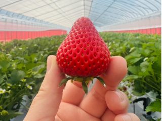 真っ赤に実った旬のいちごを45分間たっぷり楽しもう!