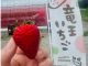 1日30名様限定!ゆったり楽しむ45分いちご狩り♪採れたていちごのおいしさを味わおう